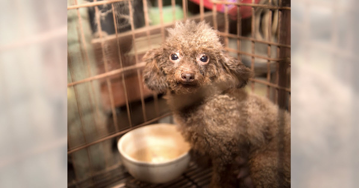 Puppy Mill Dog Has Never Seen The Sun. When She’s Finally Free, She Can’t Contain Her Joy