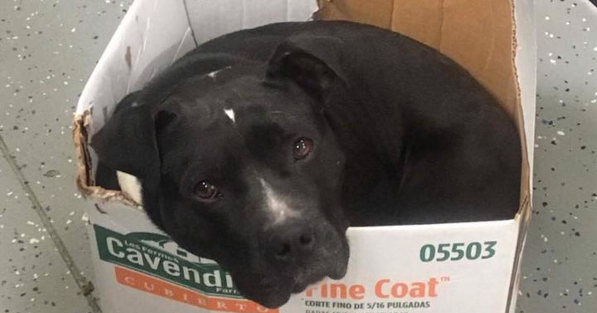 Sweet Rescue Pit Bull Looking For A Home Sleeps In A Cardboard Box Every Night To Feel Safe