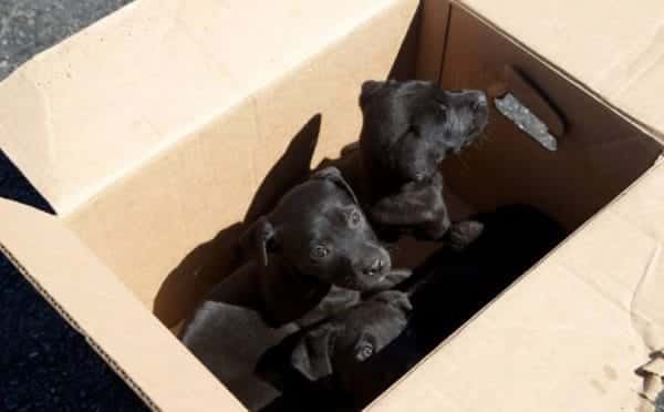 rescue dog sleeps in box