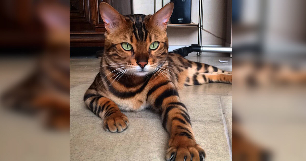 Bengal Cat Has Such A Unique Pattern, He Looks Like A Mini Tiger