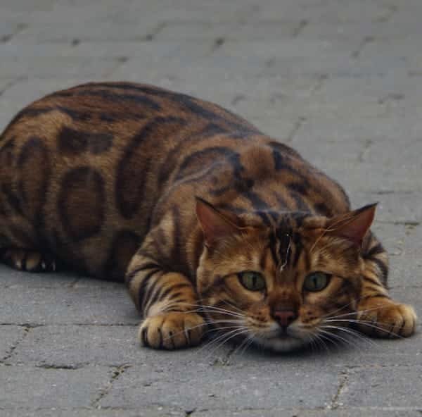 thor bengal cat