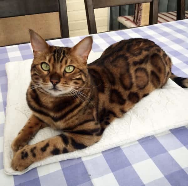 thor bengal cat