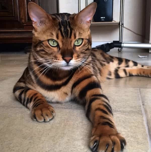 thor bengal cat