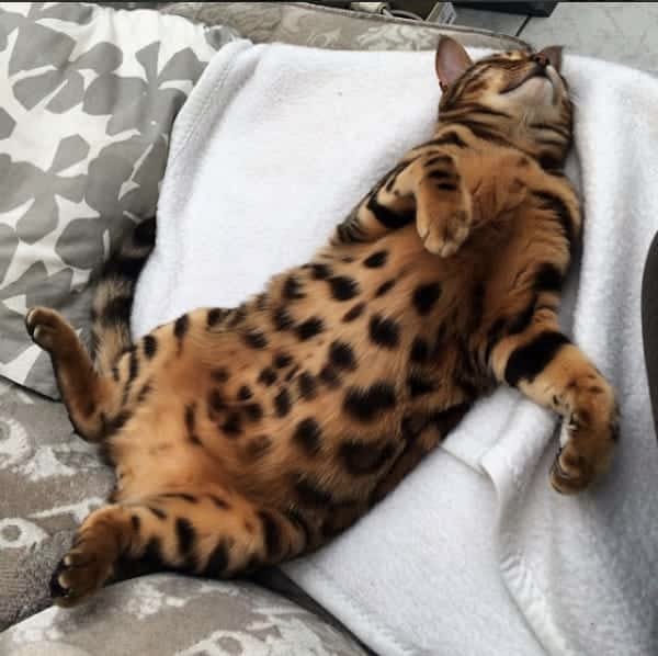 thor bengal cat