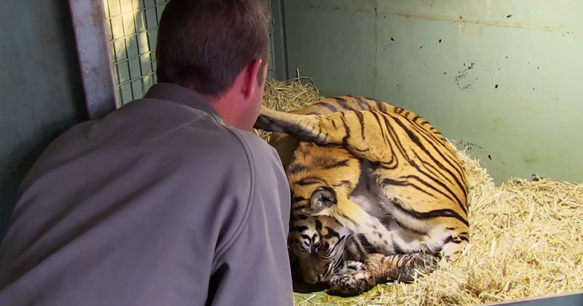 Pregnant Tiger Mom Stuns Keepers When Second Cub Starts Coming Just Minutes After First Is Born