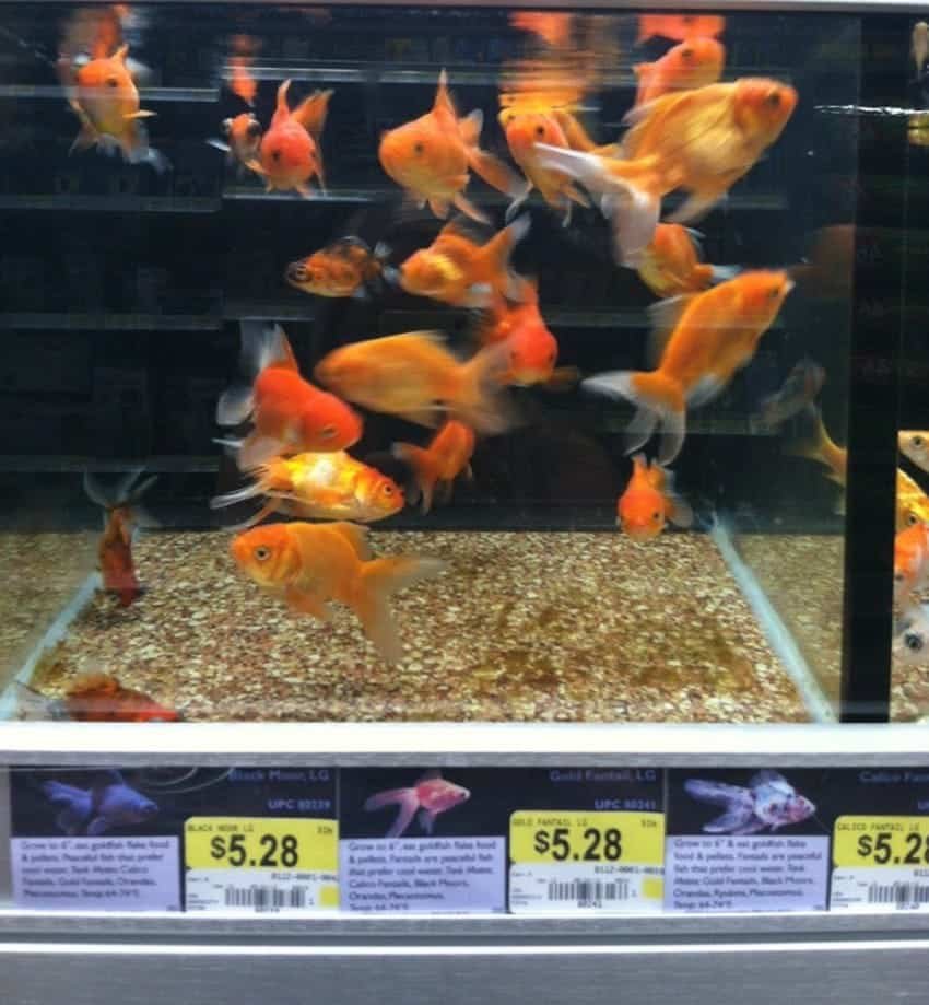 walmart goldfish are huge