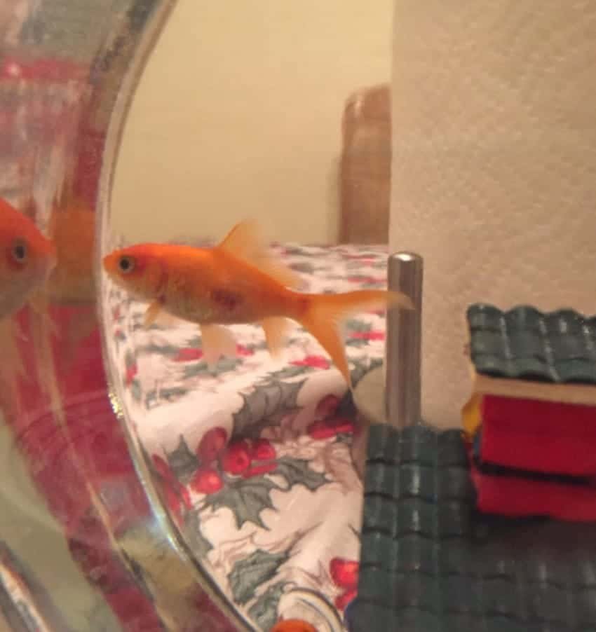 walmart goldfish are huge