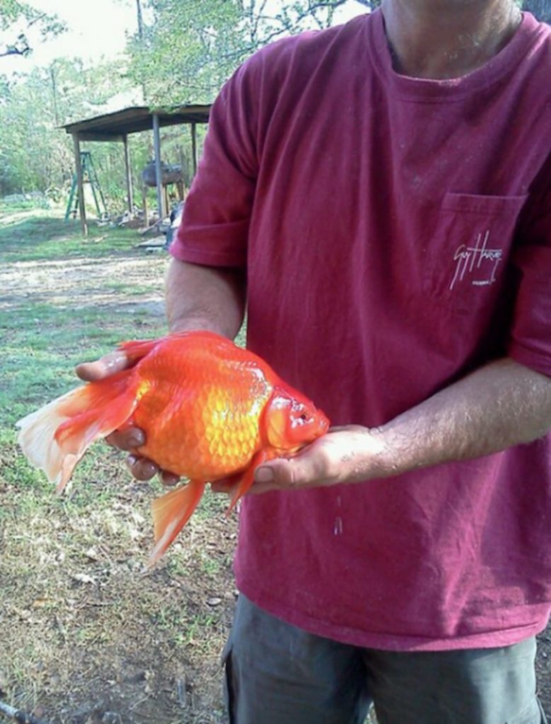 walmart goldfish are huge