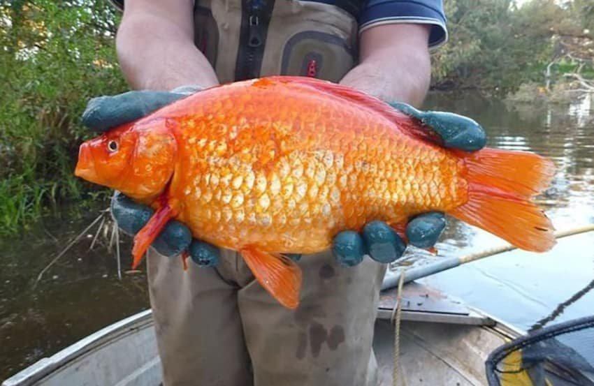 walmart goldfish are huge