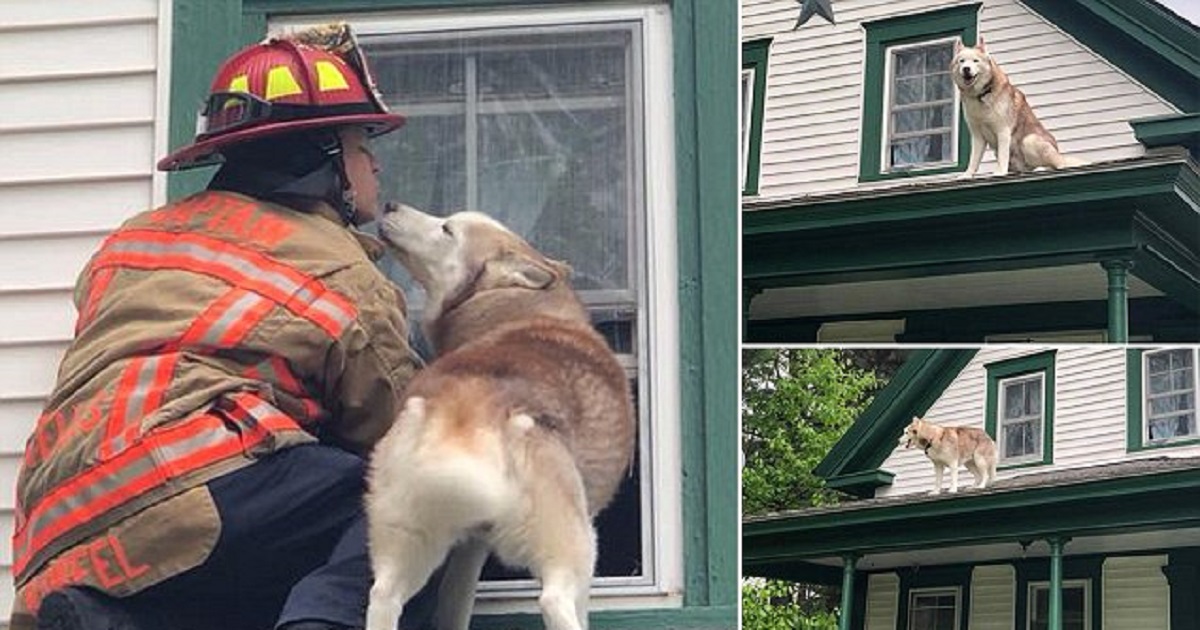 Adorable Moment Dog Kisses Firefighter Who Rescued Him From A Roof