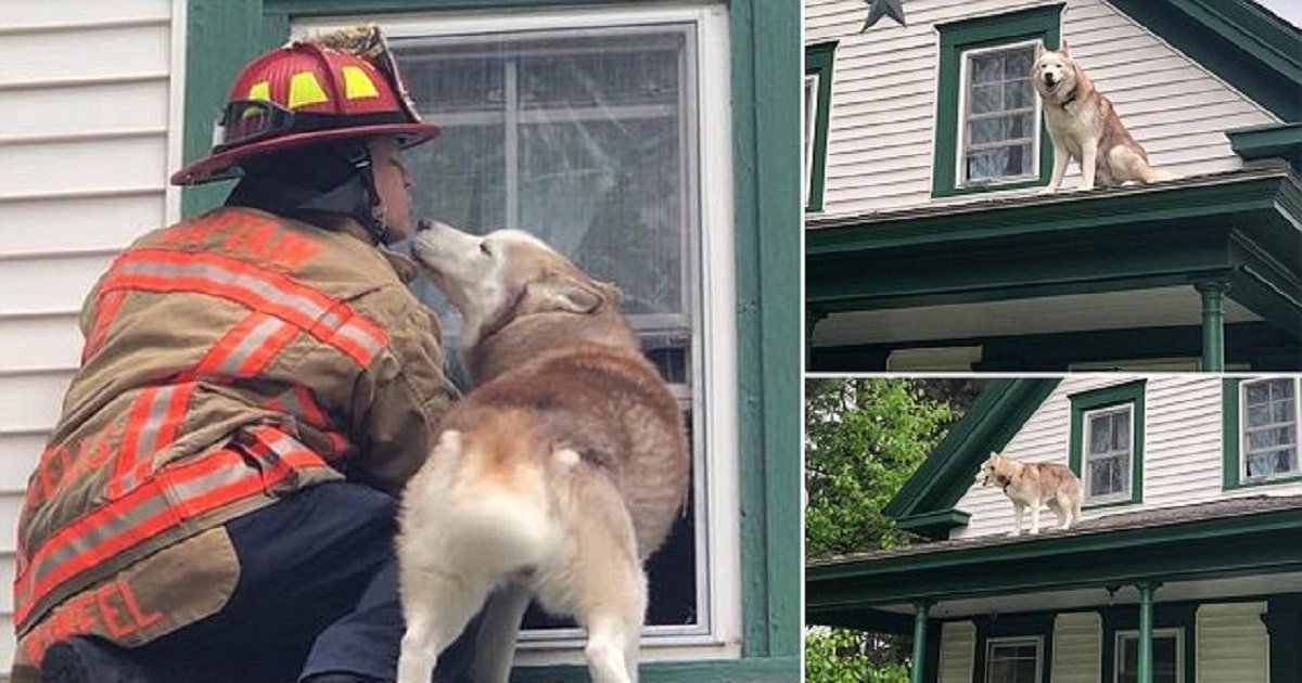 mattessons fire dogs mattessons fire dogs