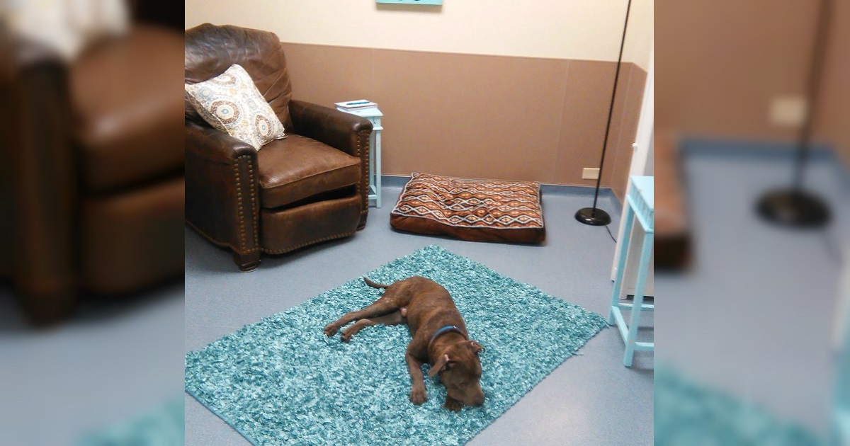 Shelter Creates Replica Of Cozy Living Room To Comfort Rescued Dogs