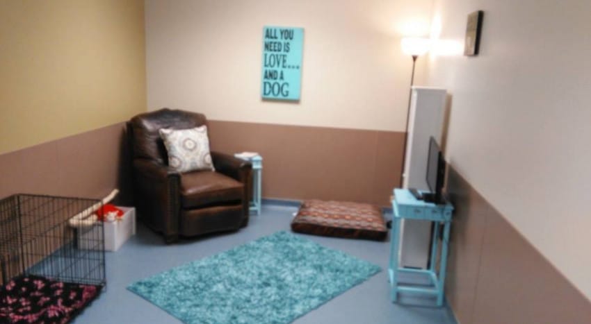 animal shelter creates living room for dogs