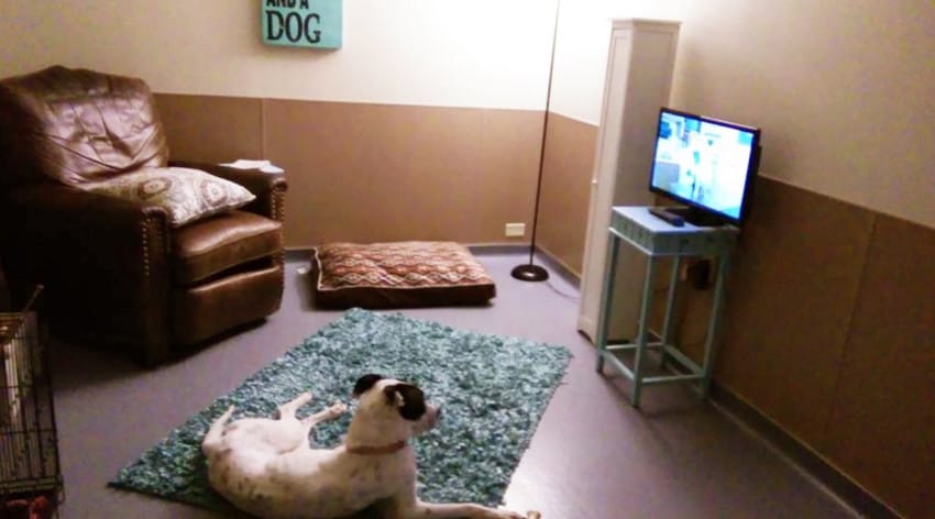 animal shelter creates living room for dogs