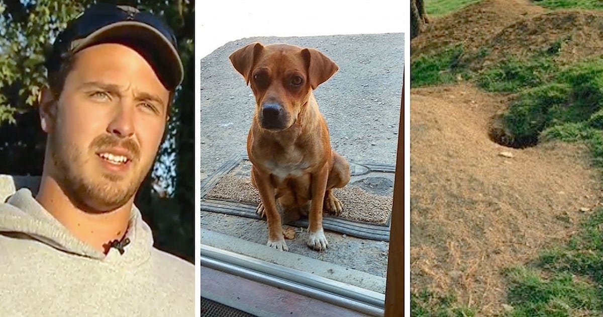 Groom Cooks Bacon In Cabin. When A Stray Dog Appears, She Leads Bachelor Party To Her Puppies