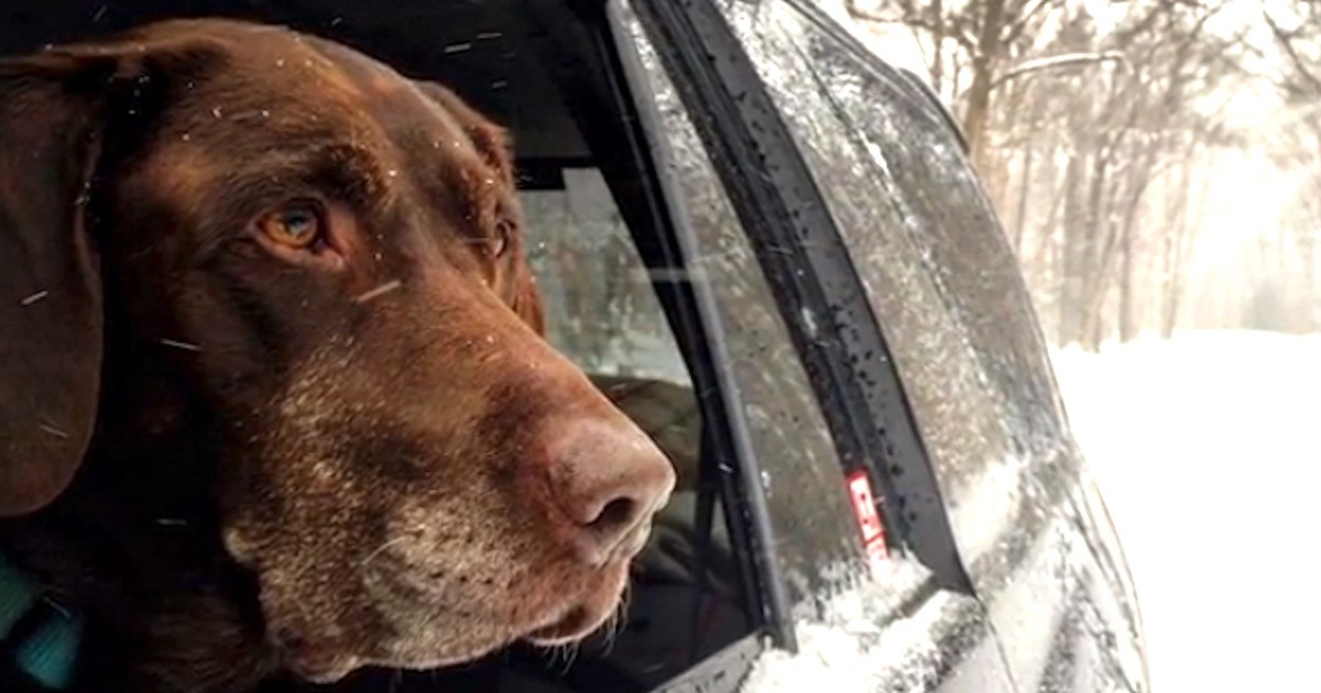 Dying Chocolate Lab Lives Longer Than Expected And Takes The Trip Of A Lifetime