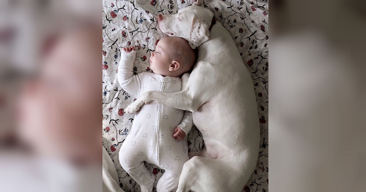 Rescue Dog Is Terrified Of Every Human — Except Her 11-Month-Old Best Friend