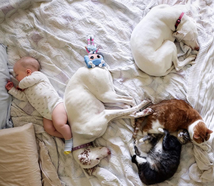 dog and newborn nap time