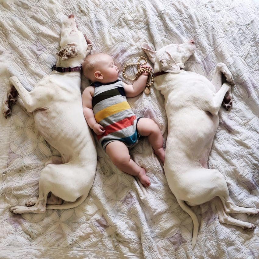 dog and newborn nap time