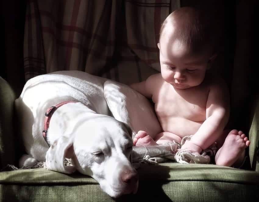 dog and newborn nap time