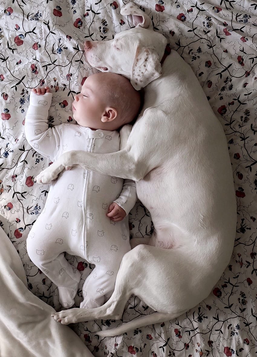 dog and newborn nap time