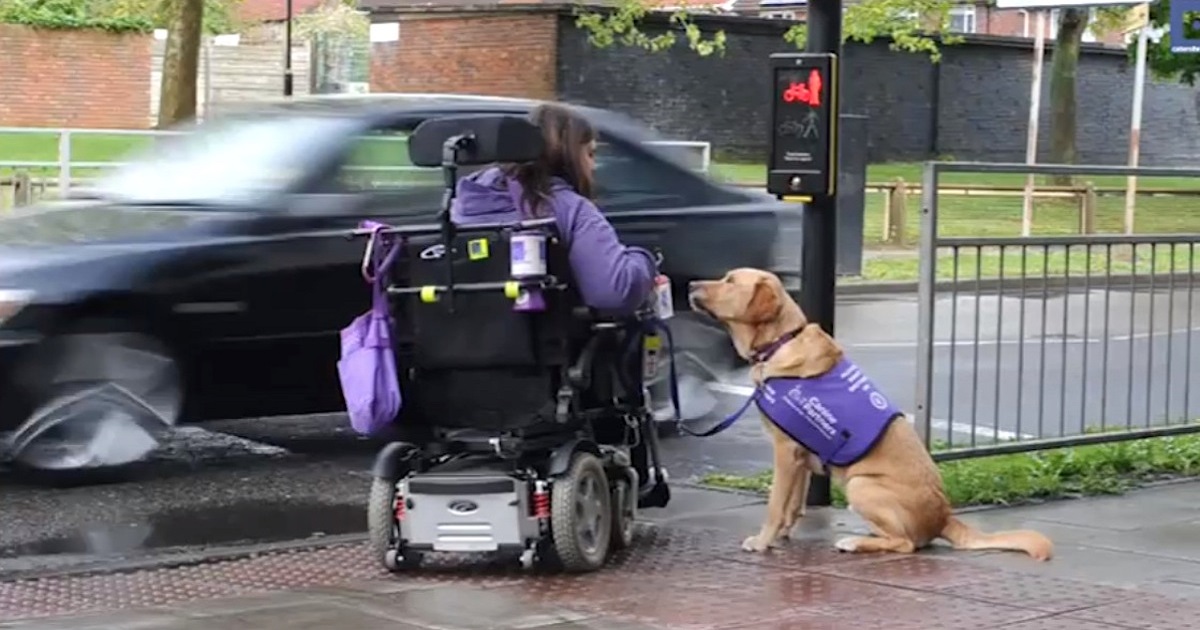 This Disabled Woman Needs Help. Watch The Dog’s Reaction… I’m Crying!