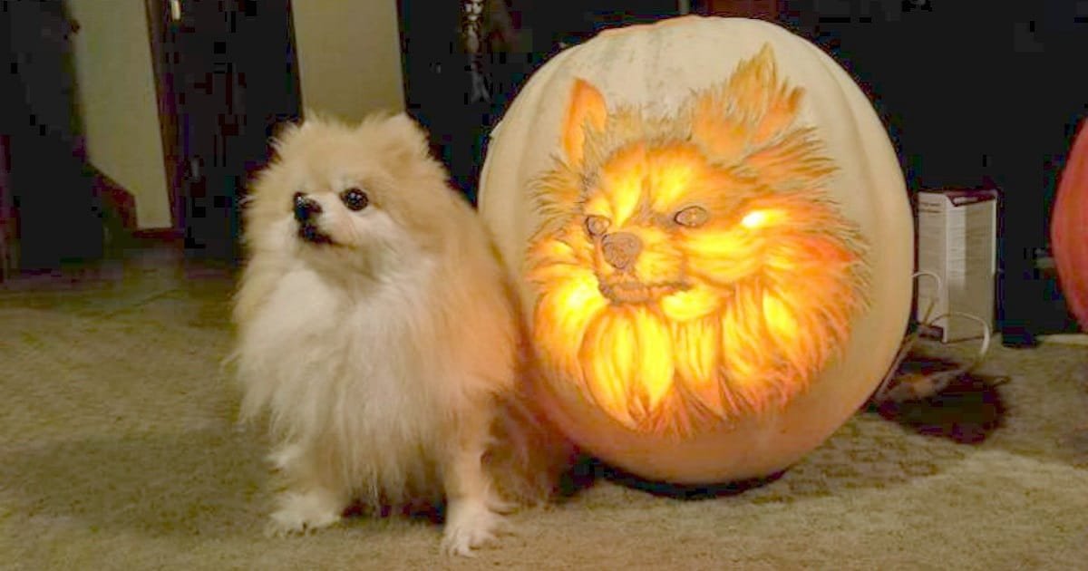 Dog Dad Spends 3 Hours Carving Pumpkin To Look Exactly Like His Pomeranian