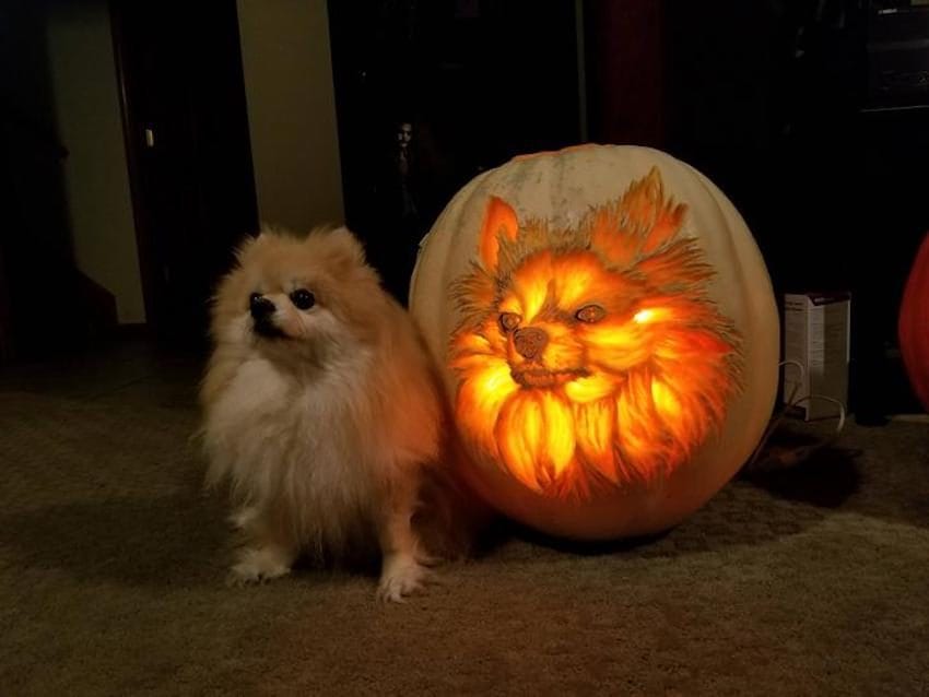 dog pumpkin andy manoloff