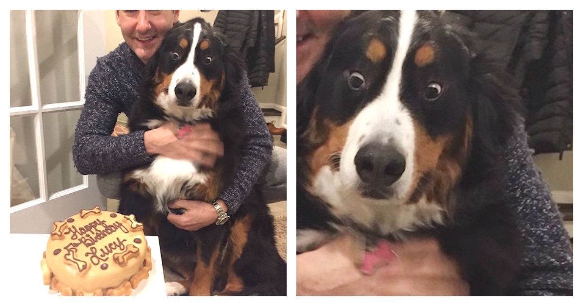 Dad Thinks He’s Wasting Money On Doggy Birthday Cake, Then He Sees Pup’s Face
