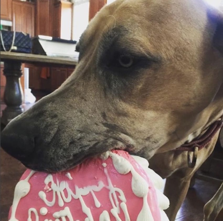 doggy birthday cake