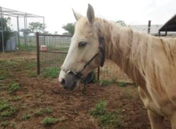 dolly the rescue horse