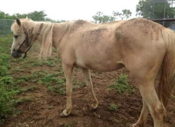 dolly the rescue horse