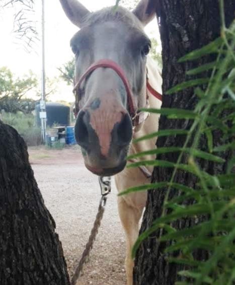 dolly the rescue horse