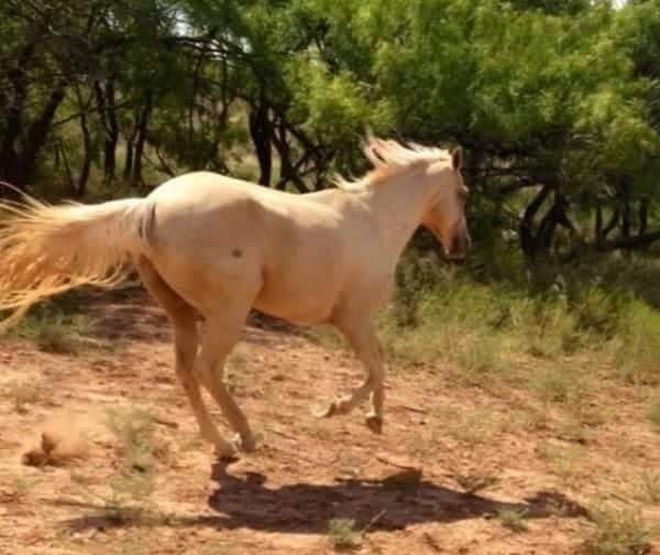 dolly the rescue horse