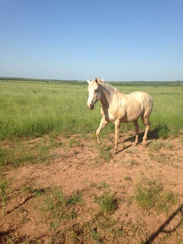 dolly the rescue horse