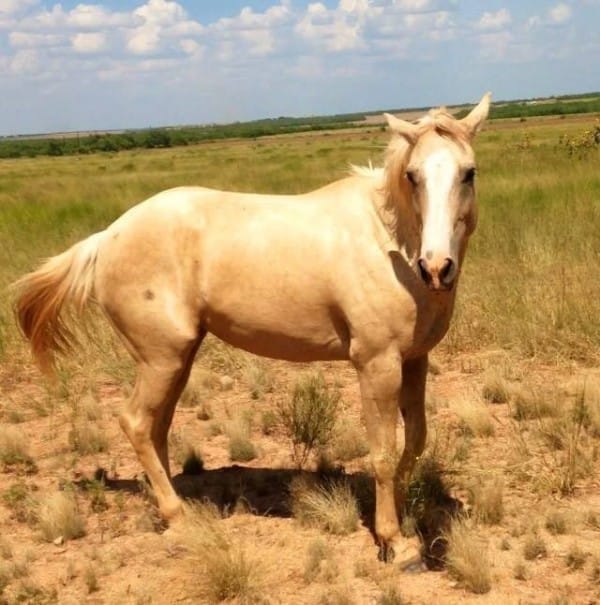 dolly the rescue horse