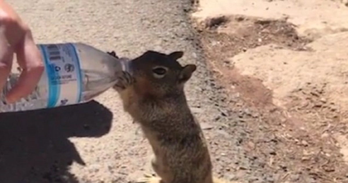 Squirrel Drinks Whole Bottle Of Water From Tourist In The Grand Canyon