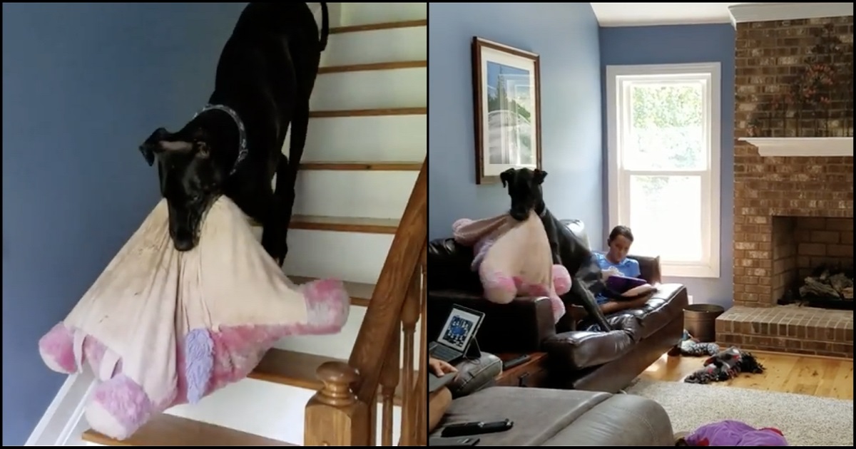 Huge Great Dane Carries His Favorite Unicorn Pillow Across House So He Can Watch Soccer On Couch