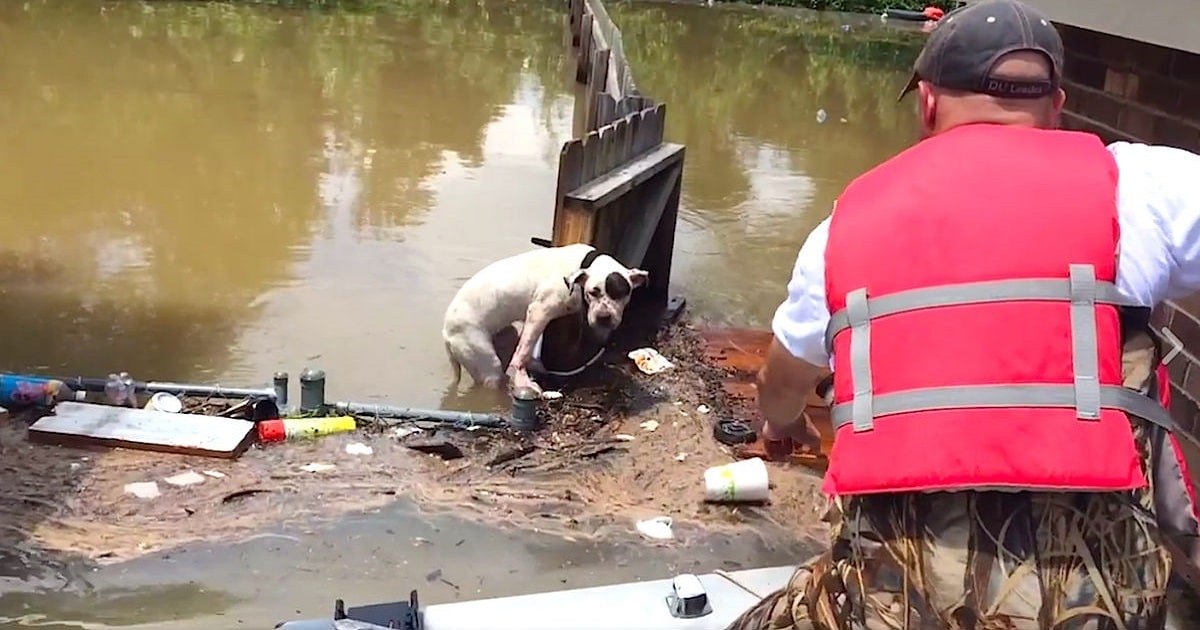 Hero Spots Exhausted Pit Bull Who’s Been Stranded In Floodwaters For 16 Hours