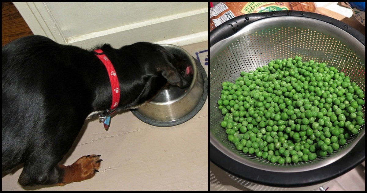 10 Healthiest ‘People Foods’ You Should Be Feeding Your Dog And 3 To Avoid