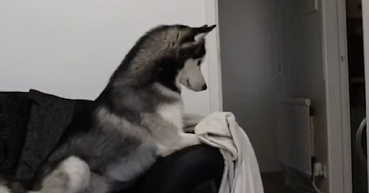 Husky Left Baffled As Owner Plays Disappearing Trick On Him