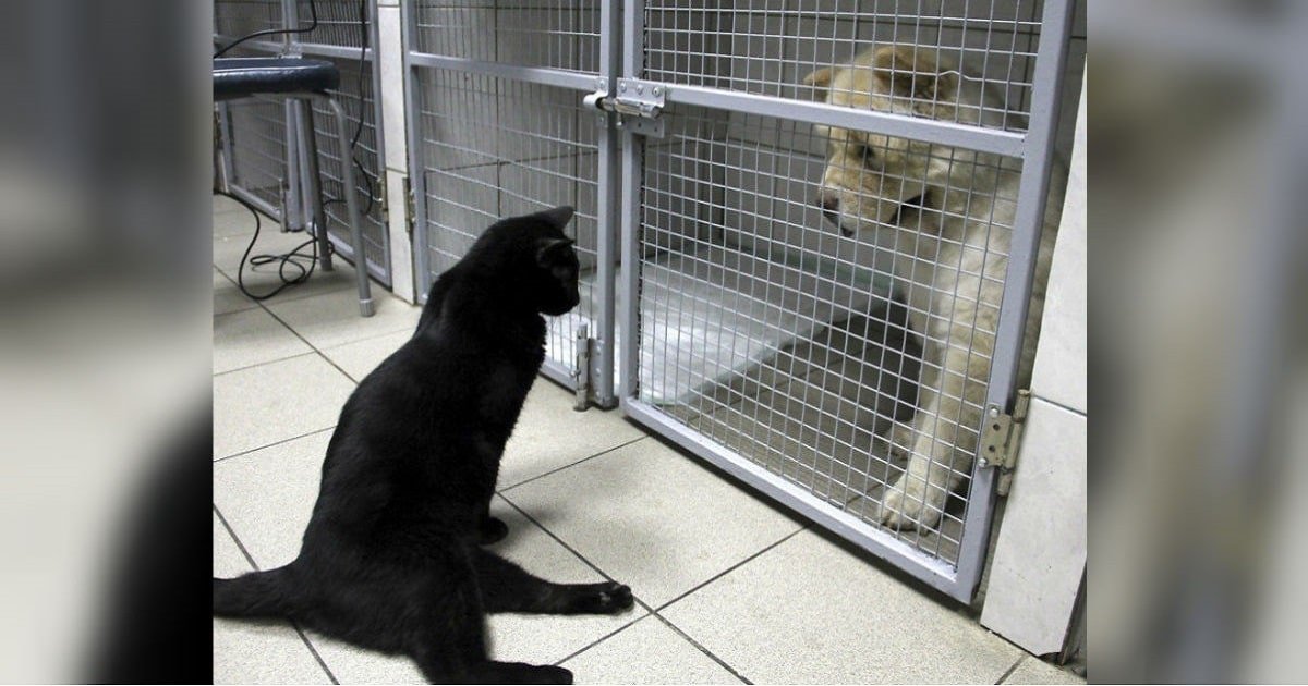 Paralyzed Cat Showers Sick Animals With Love At This Special Veterinary Clinic