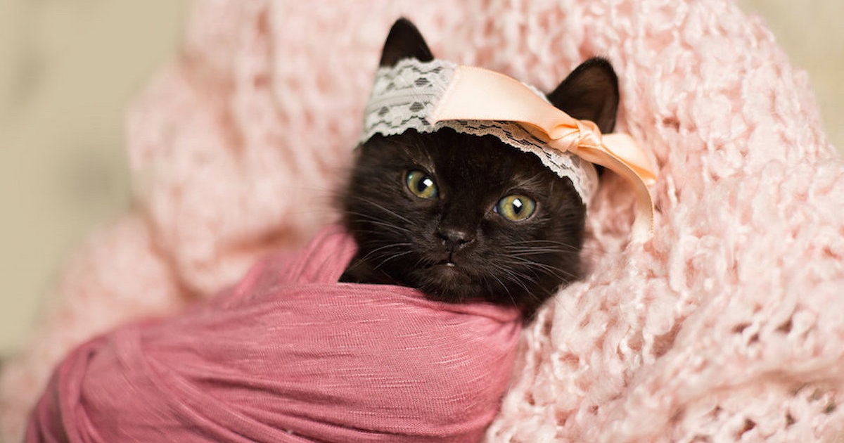 World’s Most Patient Kitten Poses For Newborn Photo Shoot That’s Too Cute To Handle