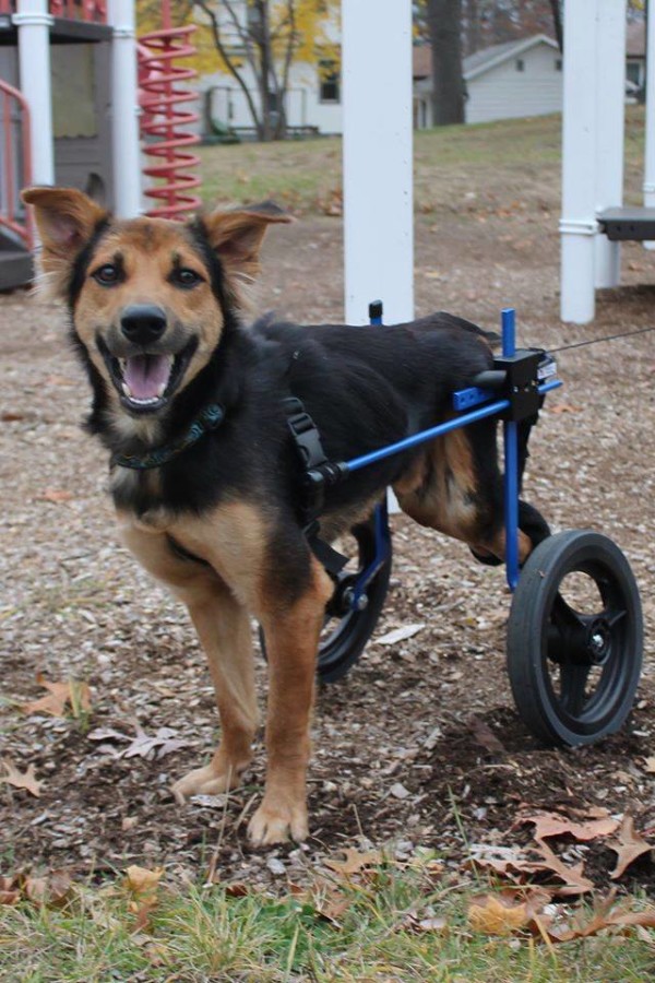 paralyzed dog transformation