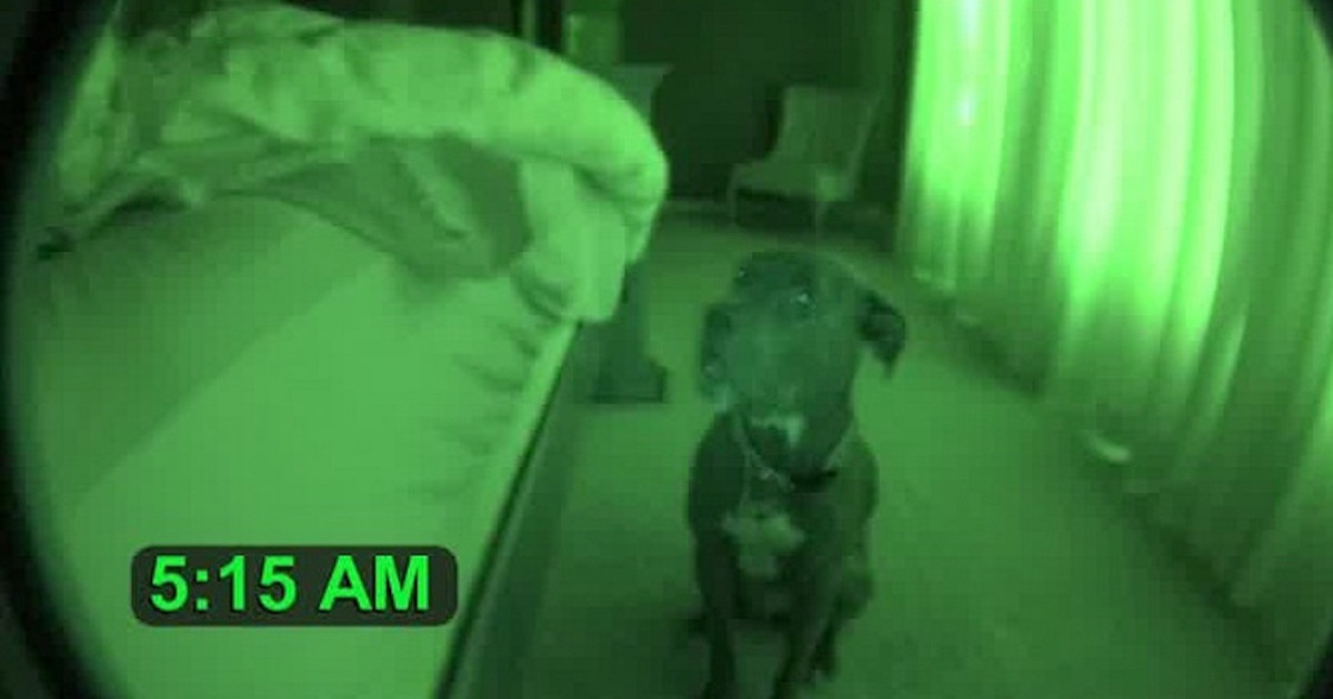 Dad Sets Up Night-Vision Camera And Captures Pit Bull Acting Strangely At 5 A.M.