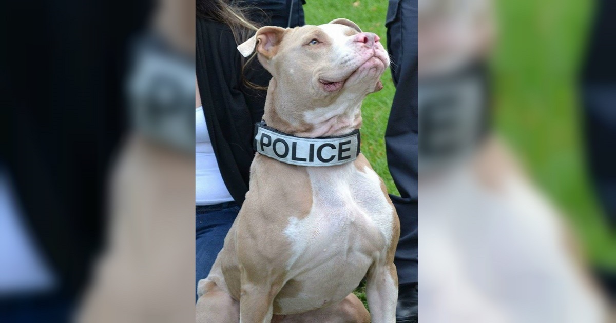 Pit Bull Abandoned In Grocery Store Parking Lot Becomes Proud K9 Officer