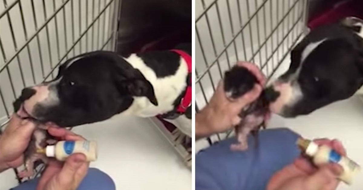 Rescuers Find Stray Pit Bull On Side Of The Road, Then Realize She’s Hiding 10-Day-Old Kitten