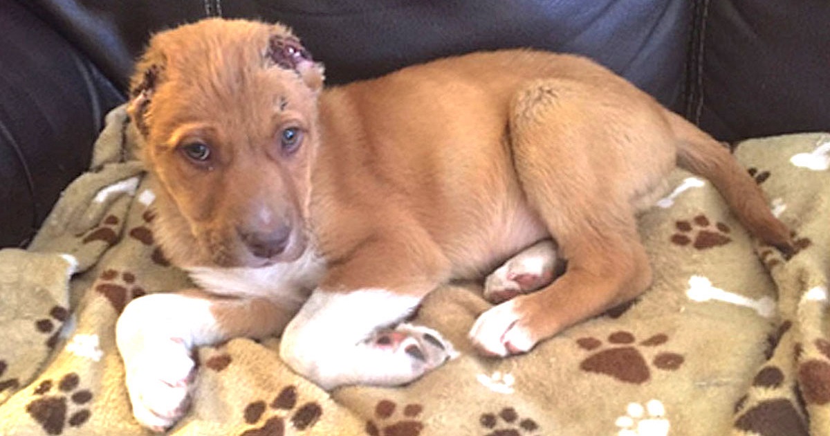 Couple Finds Puppy With No Ears Crying On Doorstep And There’s A $5K Reward To Find The Monster