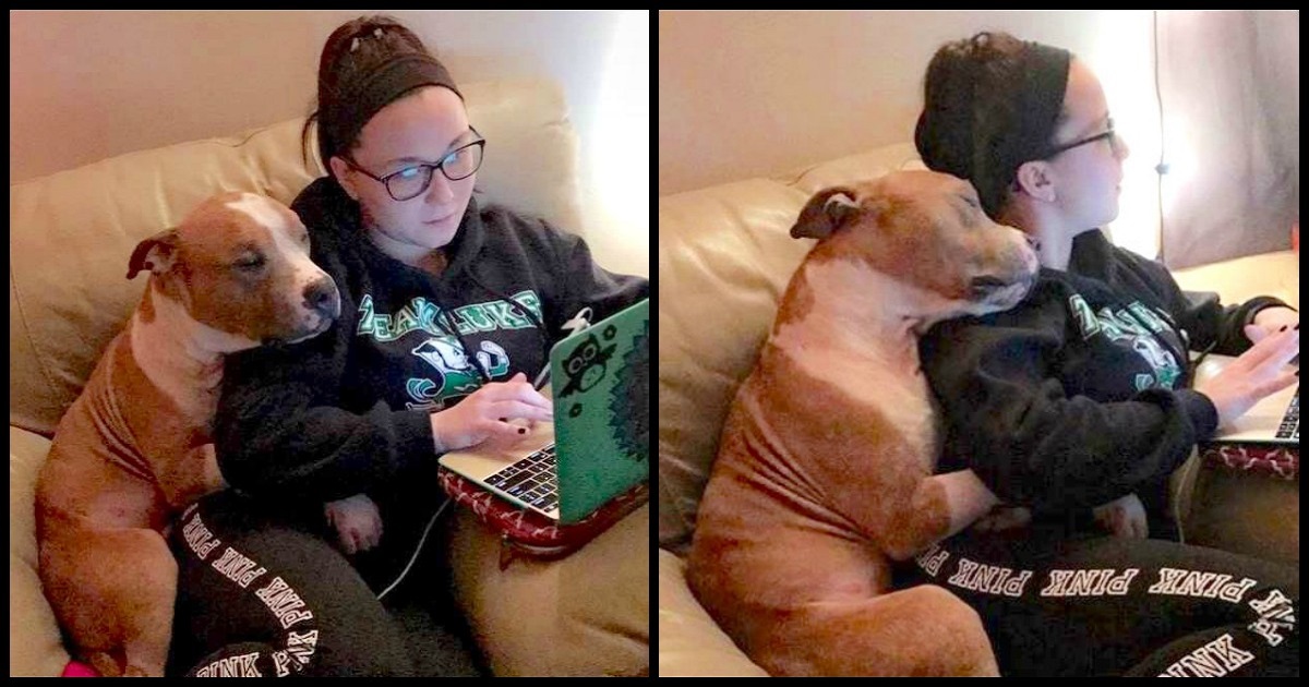 Sad Pit Bull Is Finally Adopted, Now He Can’t Stop Hugging His New Mom