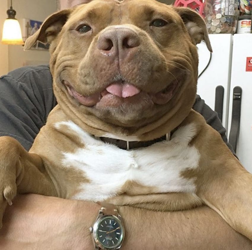 smiling pit bull